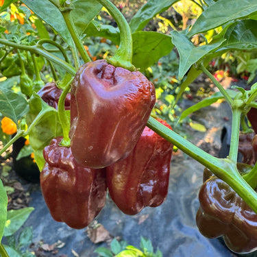 Giant Chocolate Habanero - Seeds - The Pepper Pantry (Formerly Marie Sharp's)